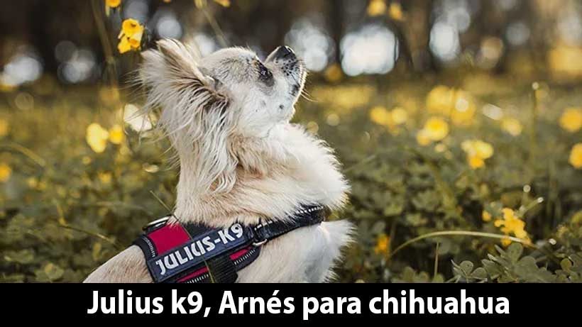 Juliu-k9-Arnes-para-chihuahua-perro-pequeño